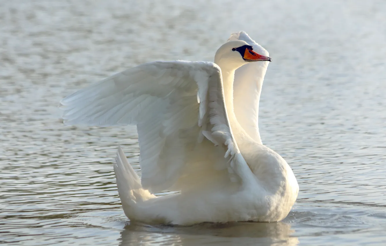 Фото обои белый, поза, птица, лебедь, водоем