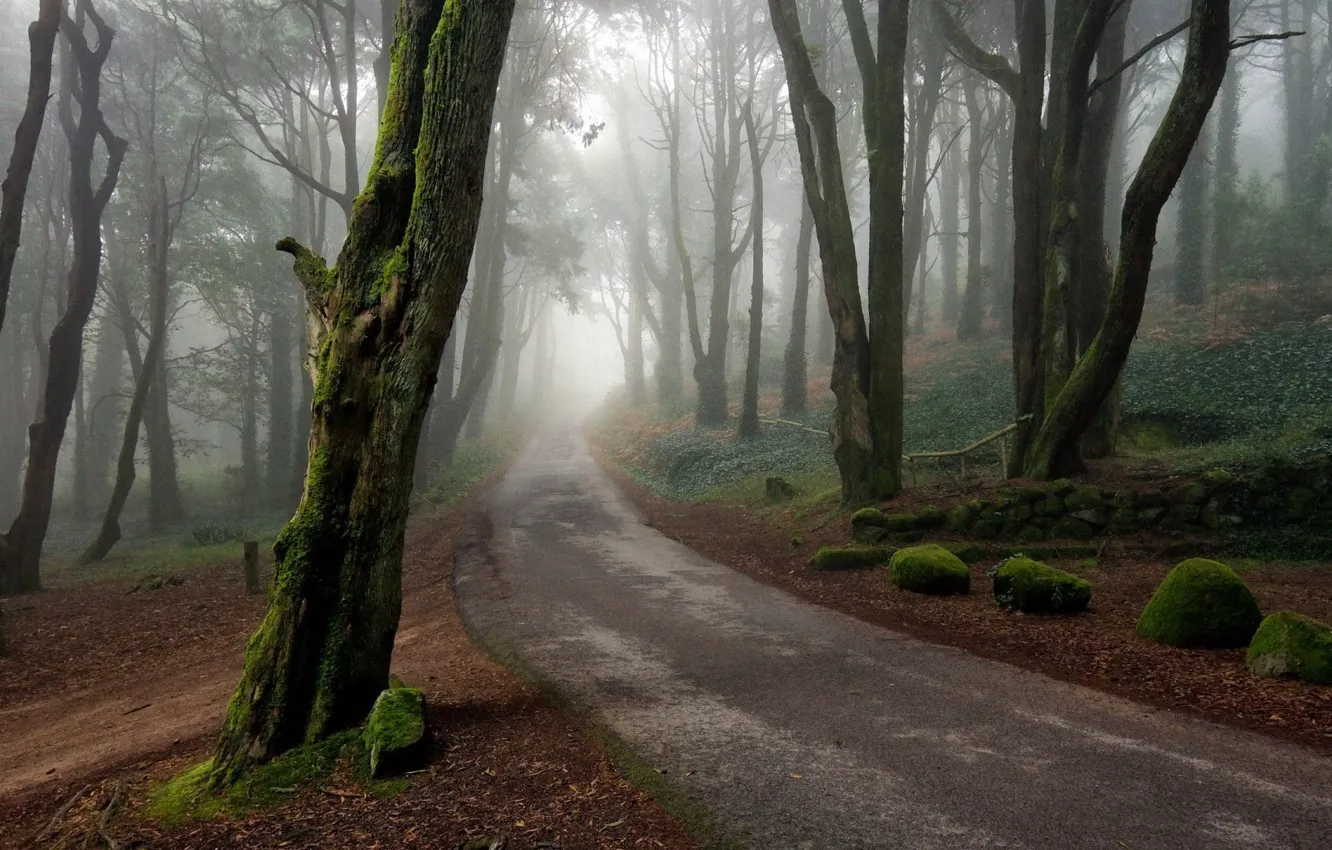 Фото обои forest, road, trees
