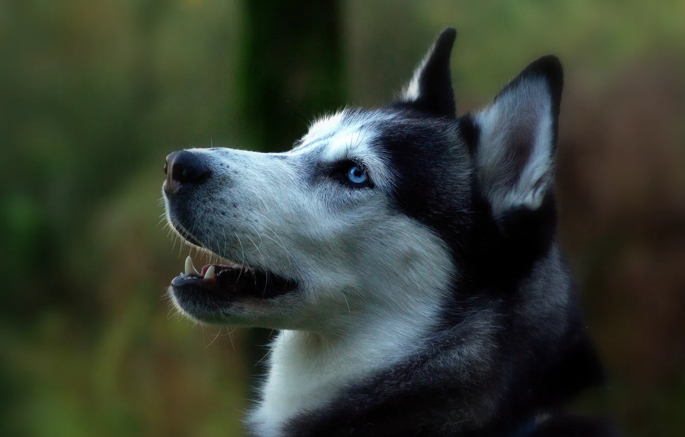 Фото обои Собака, с голубыми глазами, бело-чёрная, няшная)