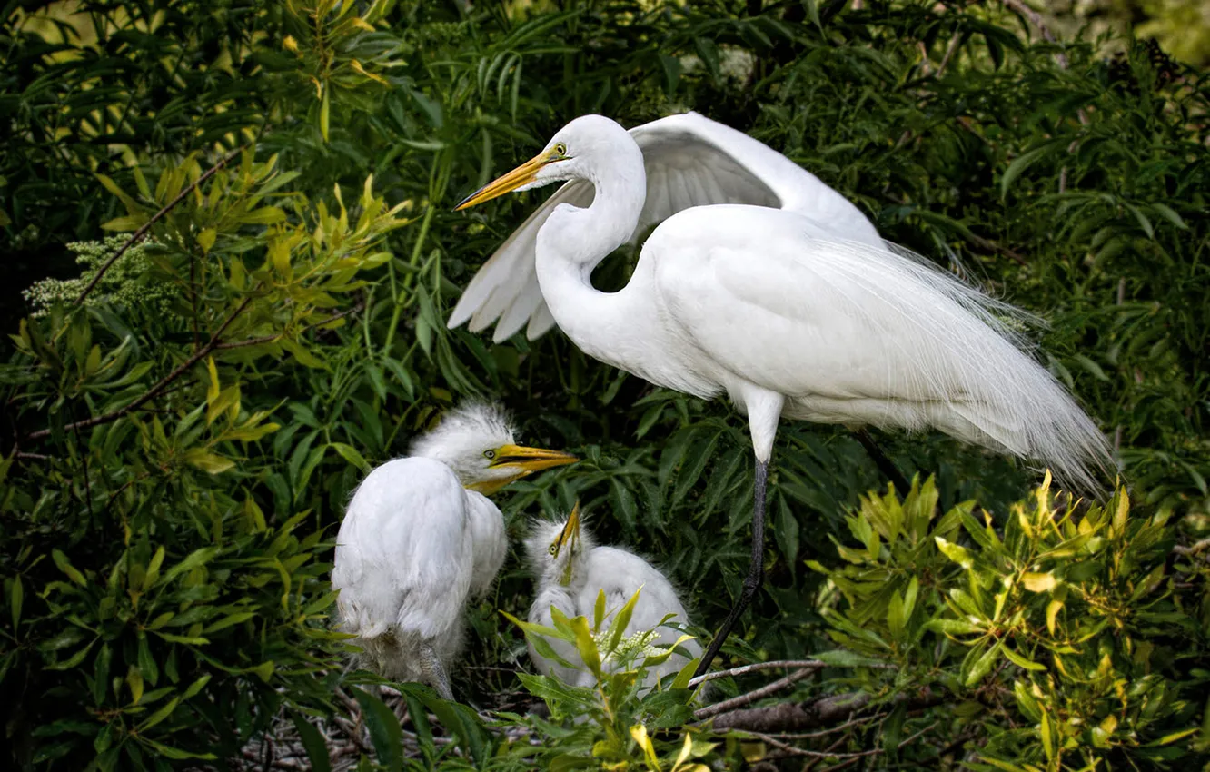 Фото обои ветки, заросли, птица, листва, гнездо, белые, мама, кусты