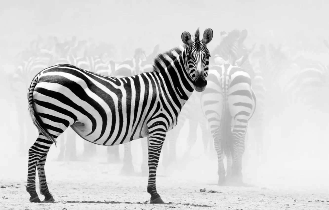Фото обои africa, animal, zebra, wildlife, wild