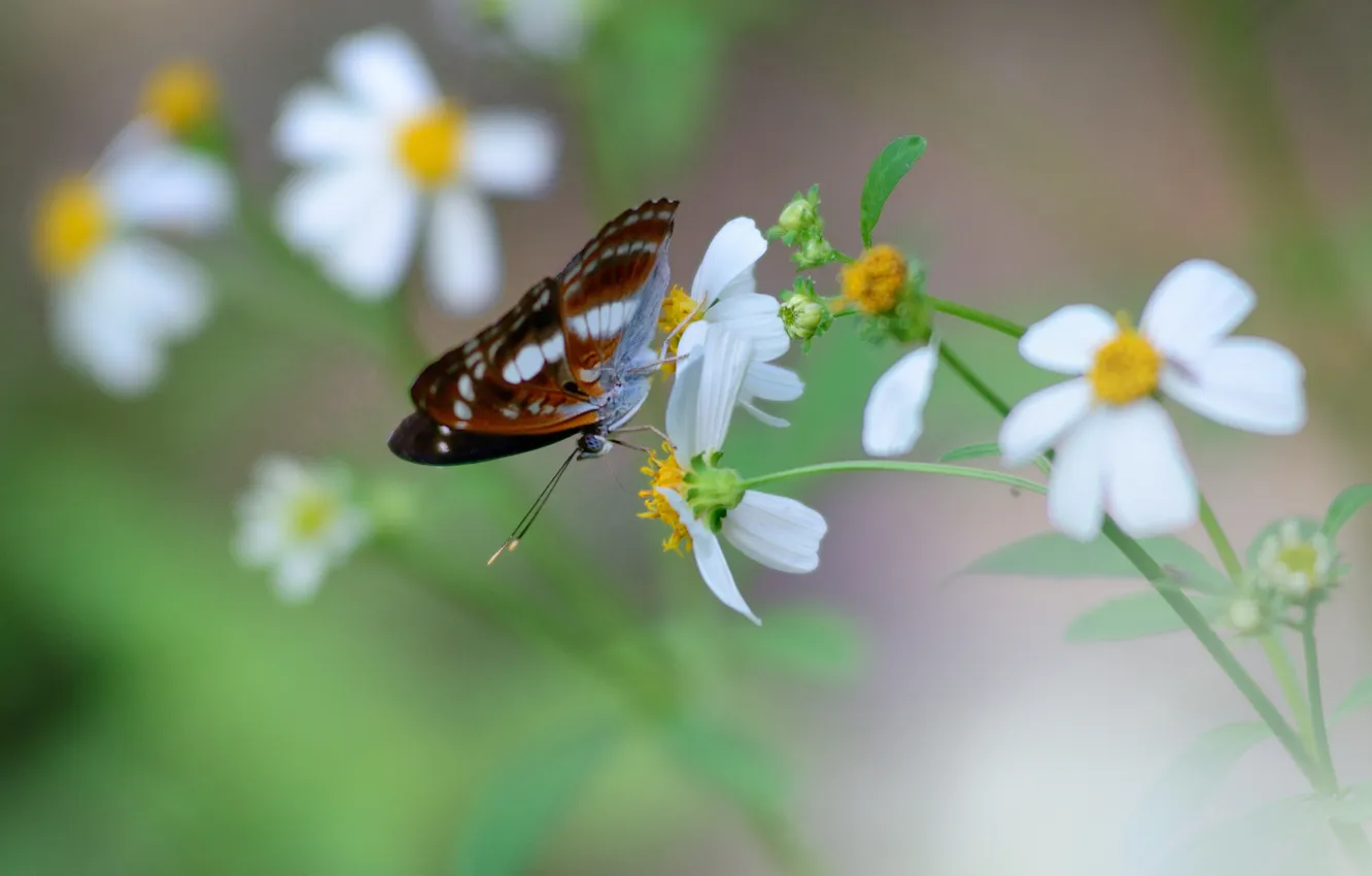 Фото обои цветы, бабочка, белые, космея