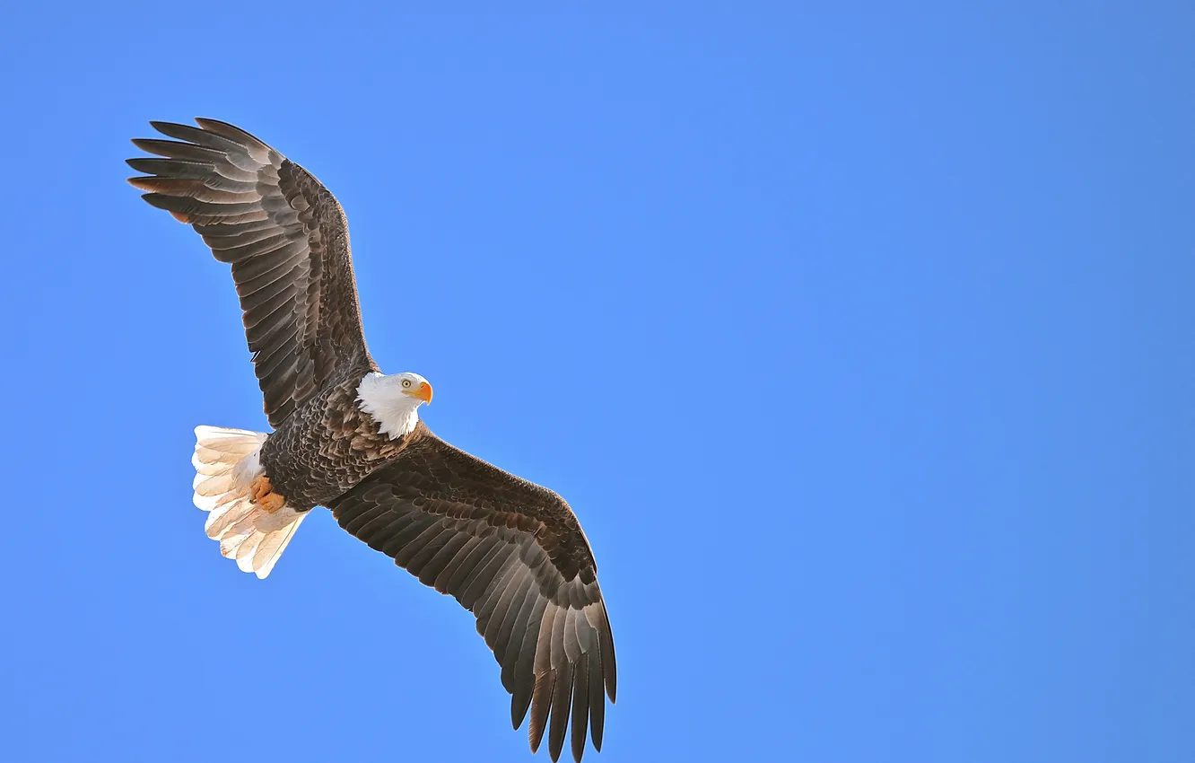 Фото обои белый, небо, глаз, птица, орел, крылья, хищник, перья