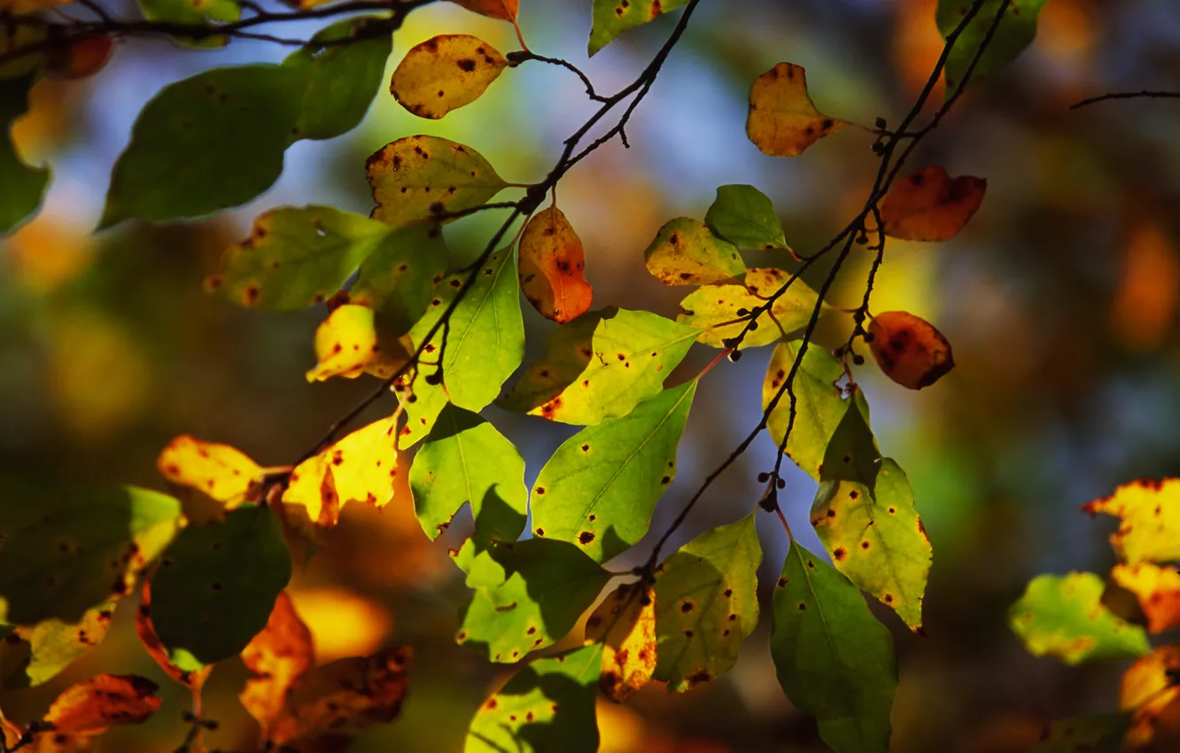 Фото обои осень, листья, свет, ветка, боке