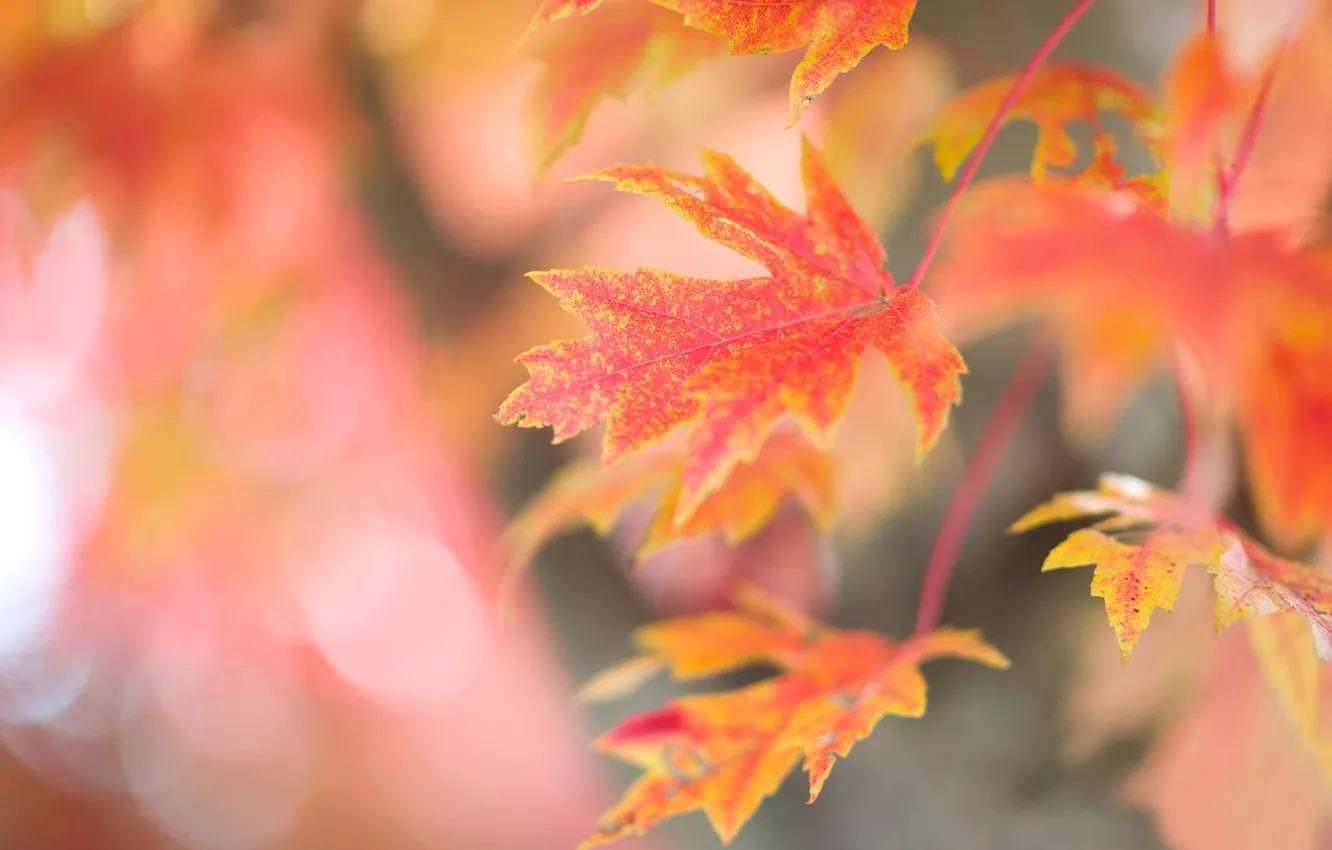 Фото обои листья, блики, фон, дерево, ветка, красные, кленовые, осенние