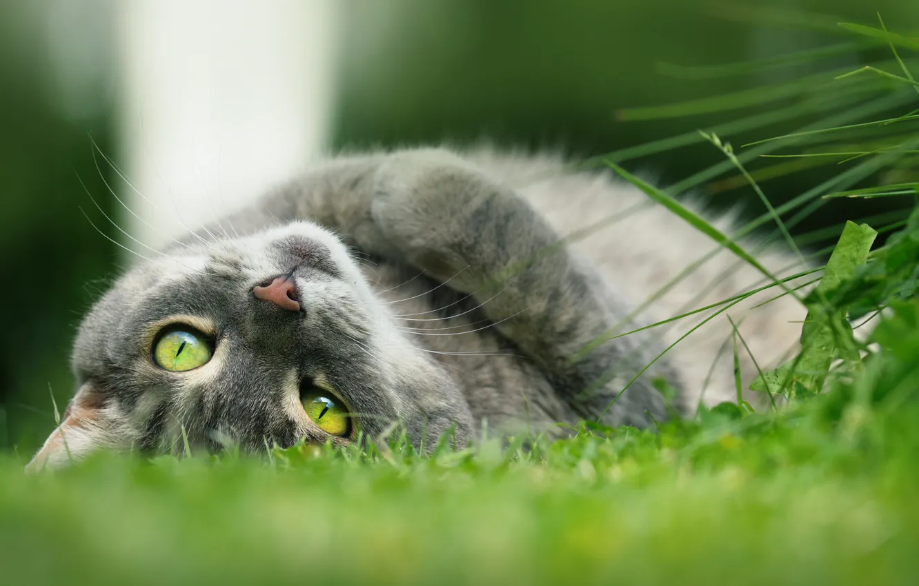 Фото обои Трава, Взгляд, Кот, Лежит, Киска, Котейка