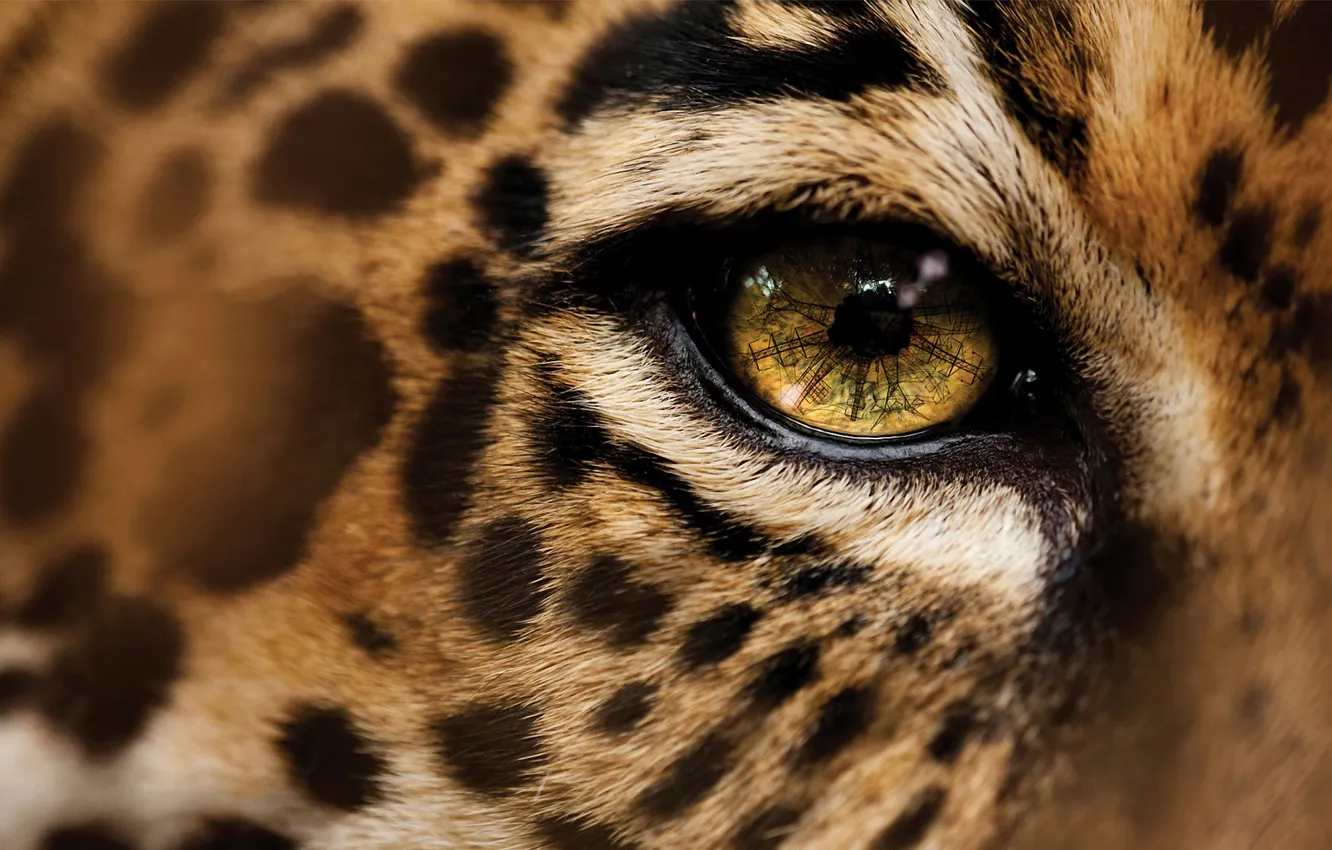Фото обои глаза, макро, леопард