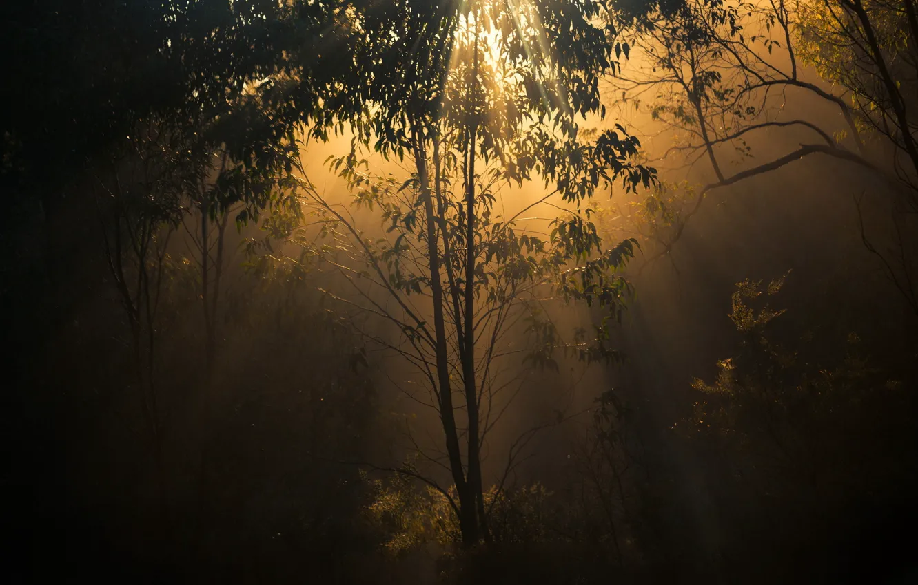 Фото обои лес, свет, деревья, природа, сумерки