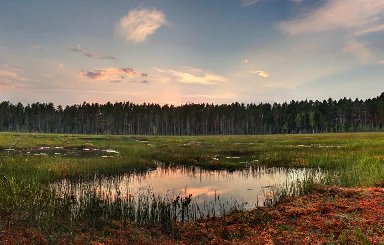 Фото обои лес, трава, облака, отражение, озерце