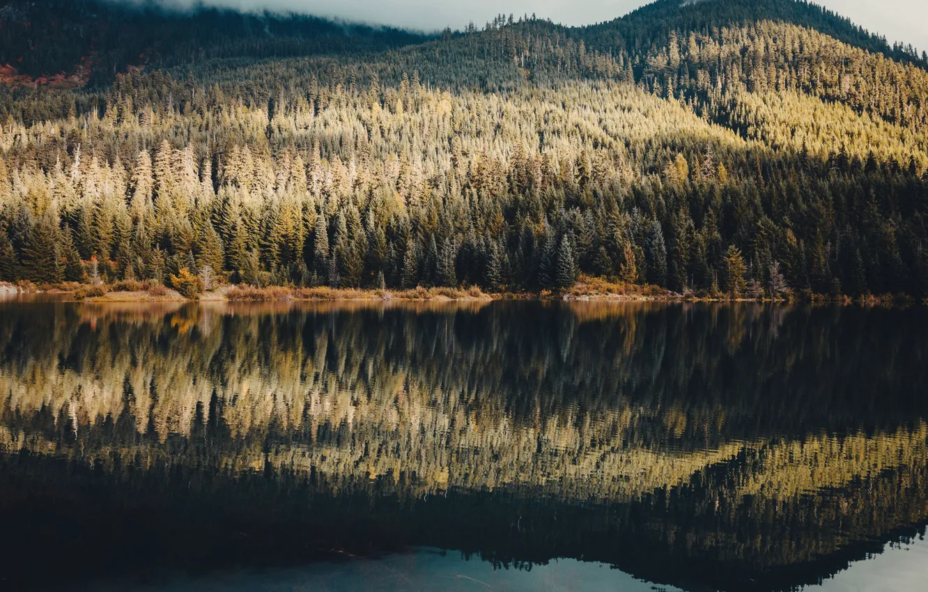 Фото обои лес, природа, озеро