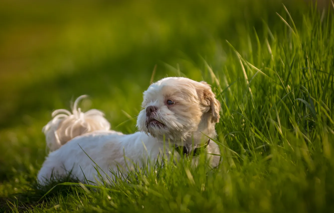 Фото обои трава, друг, собака, Ши-тцу