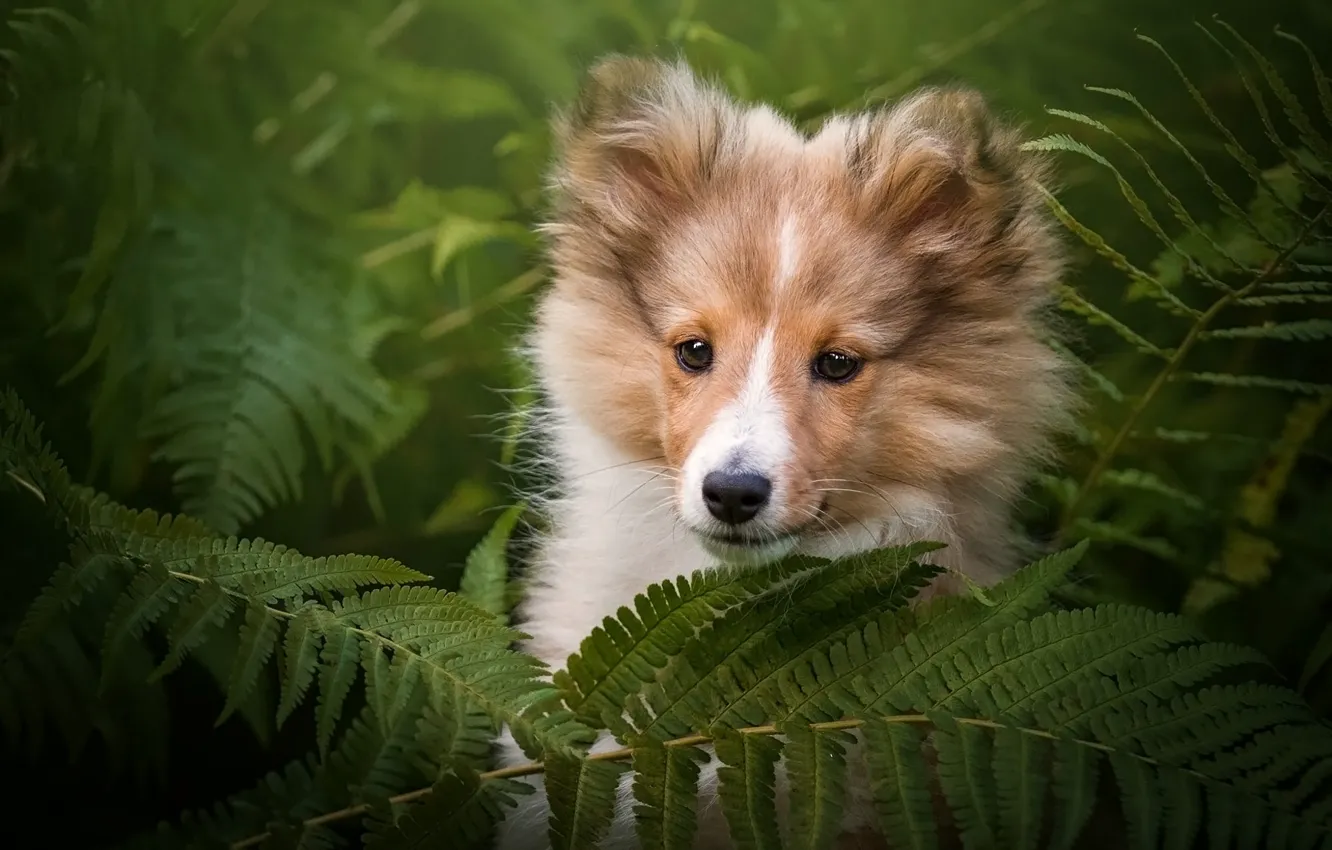 Фото обои взгляд, морда, листья, природа, зеленый, фон, портрет, собака