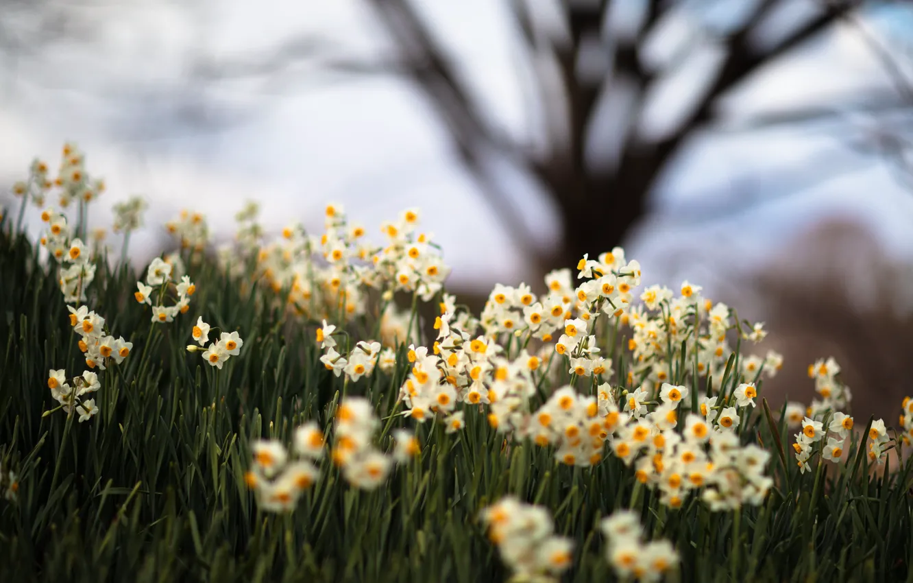 Фото обои цветы, весна, нарциссы