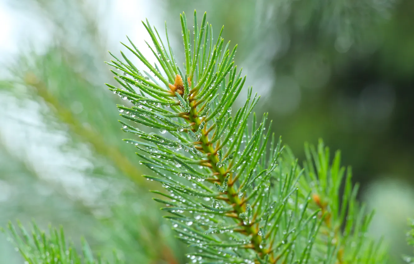 Фото обои pine, spruce, twig