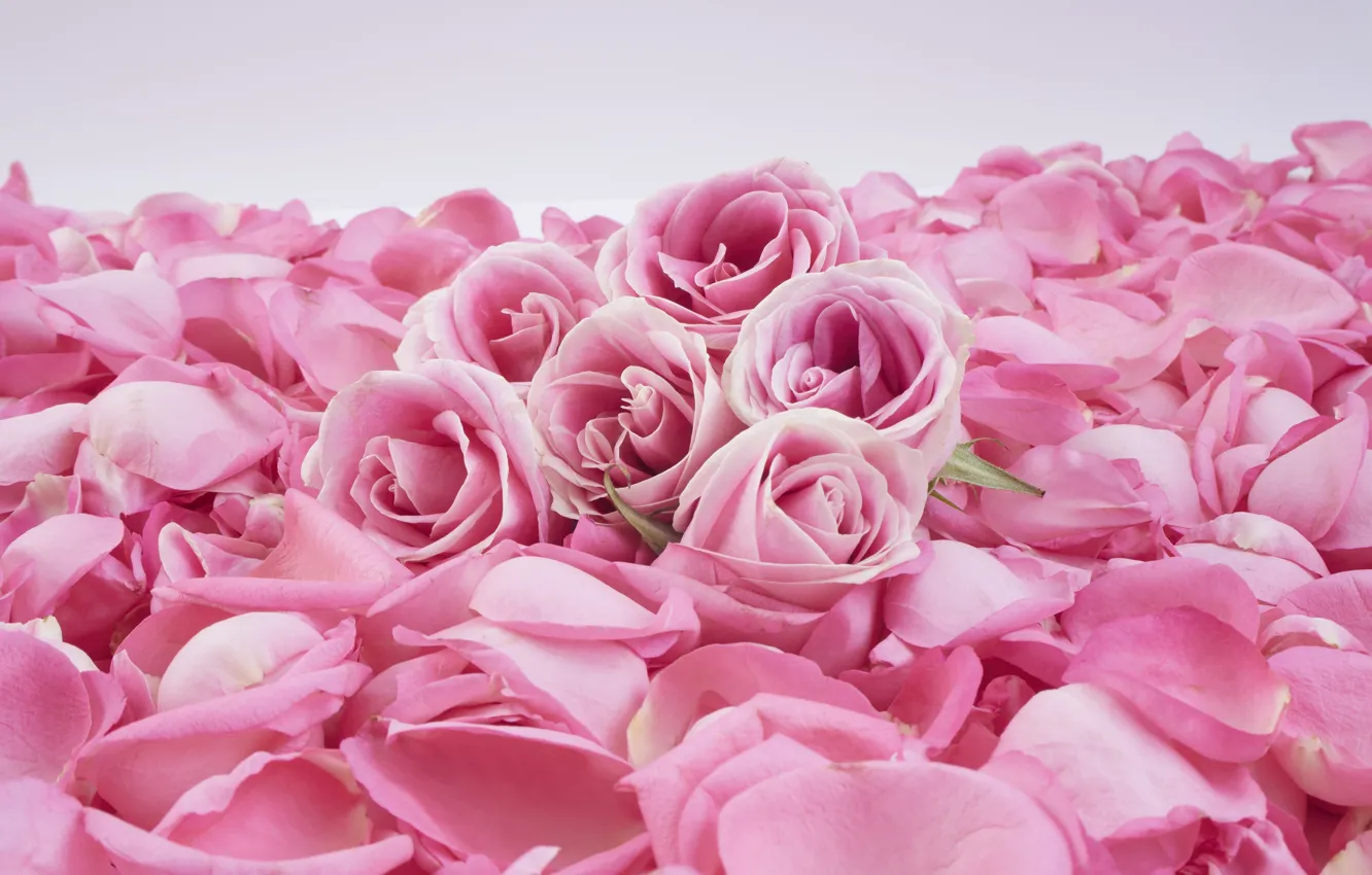 Фото обои фон, розы, лепестки, розовые, бутоны