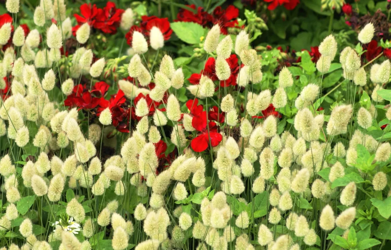 Фото обои колоски, колосья, герань