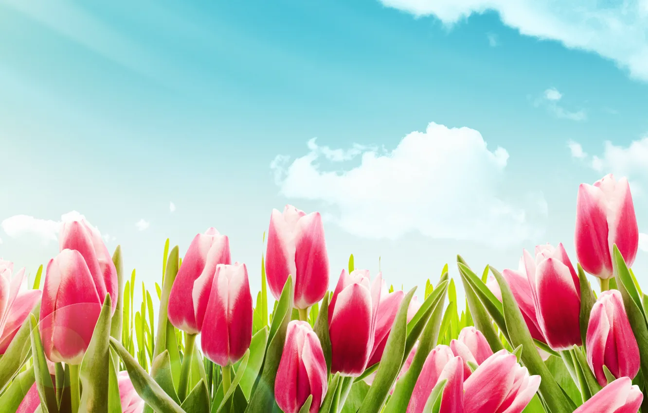Фото обои цветы, тюльпаны, red, tulips, spring, красные тюльпаны