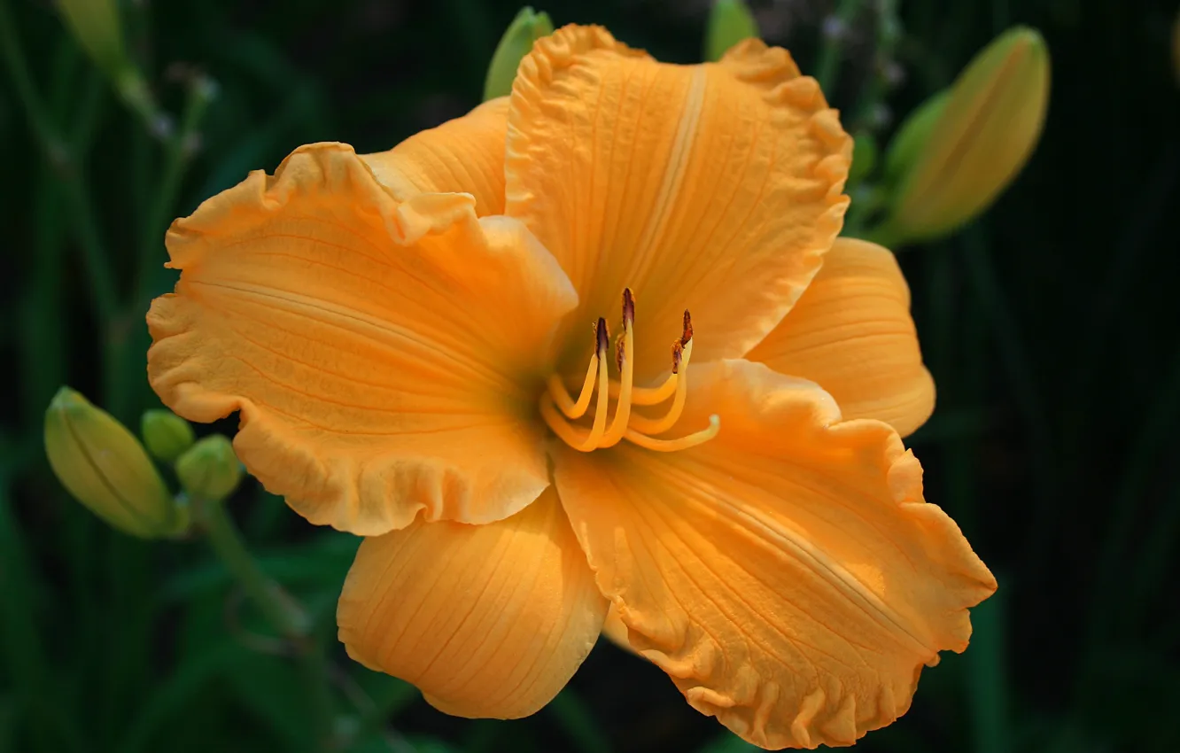 Фото обои лилия, жёлтая, yellow, Lily