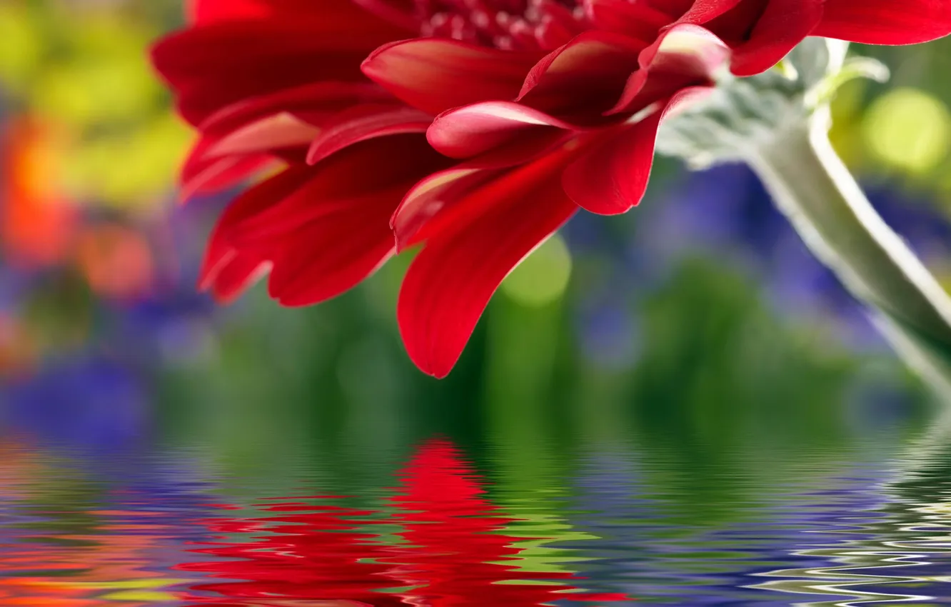 Фото обои цветок, вода, отражение, лепестки, стебель