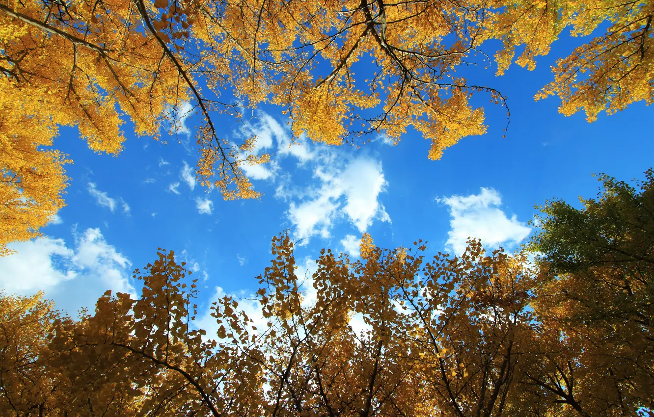 Фото обои осень, небо, листья, облака, деревья