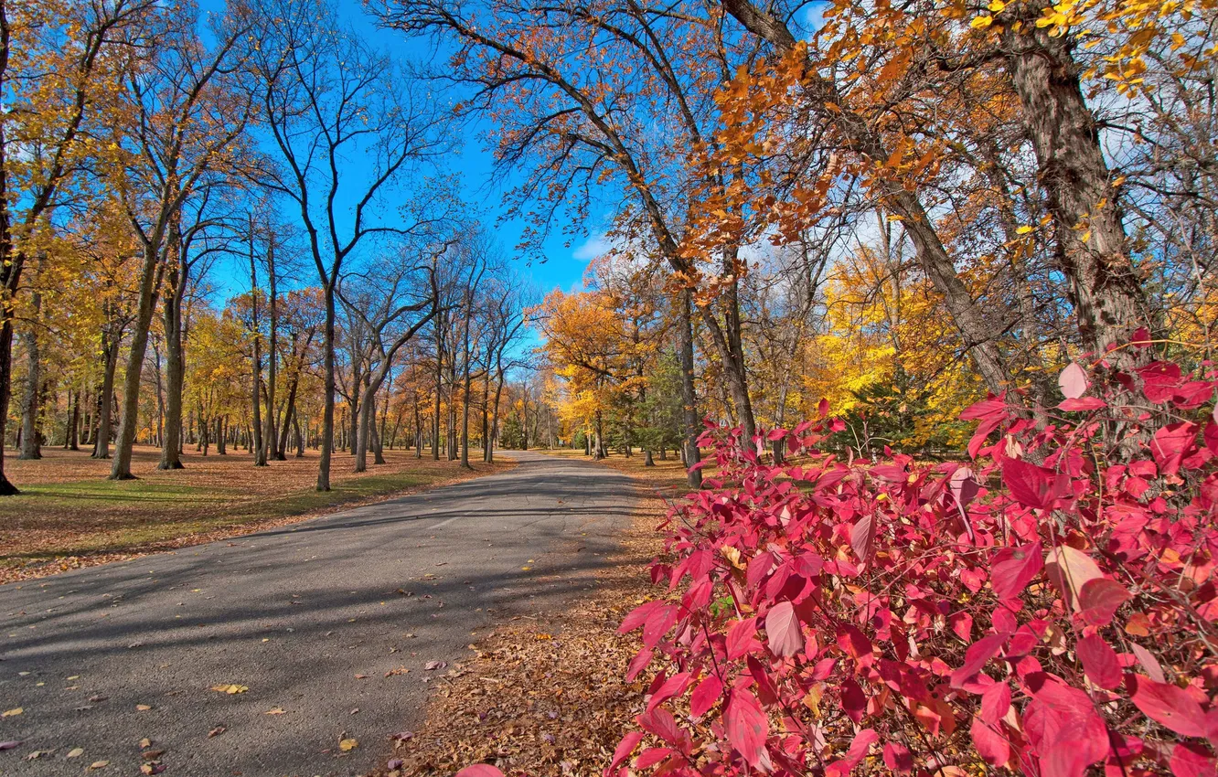 Фото обои дорога, осень, листья, деревья, парк, багрянец