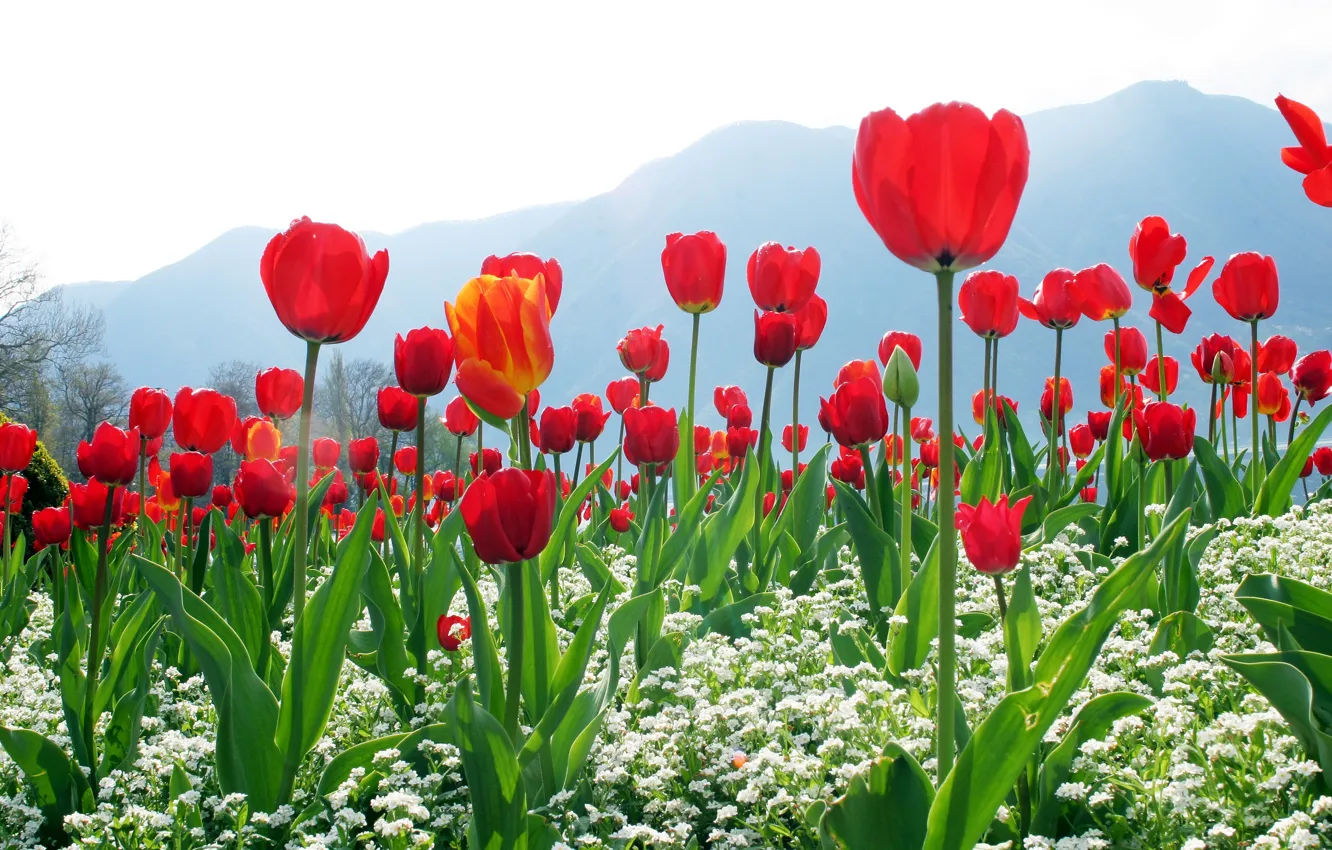 Фото обои небо, цветы, горы, тюльпаны, красные