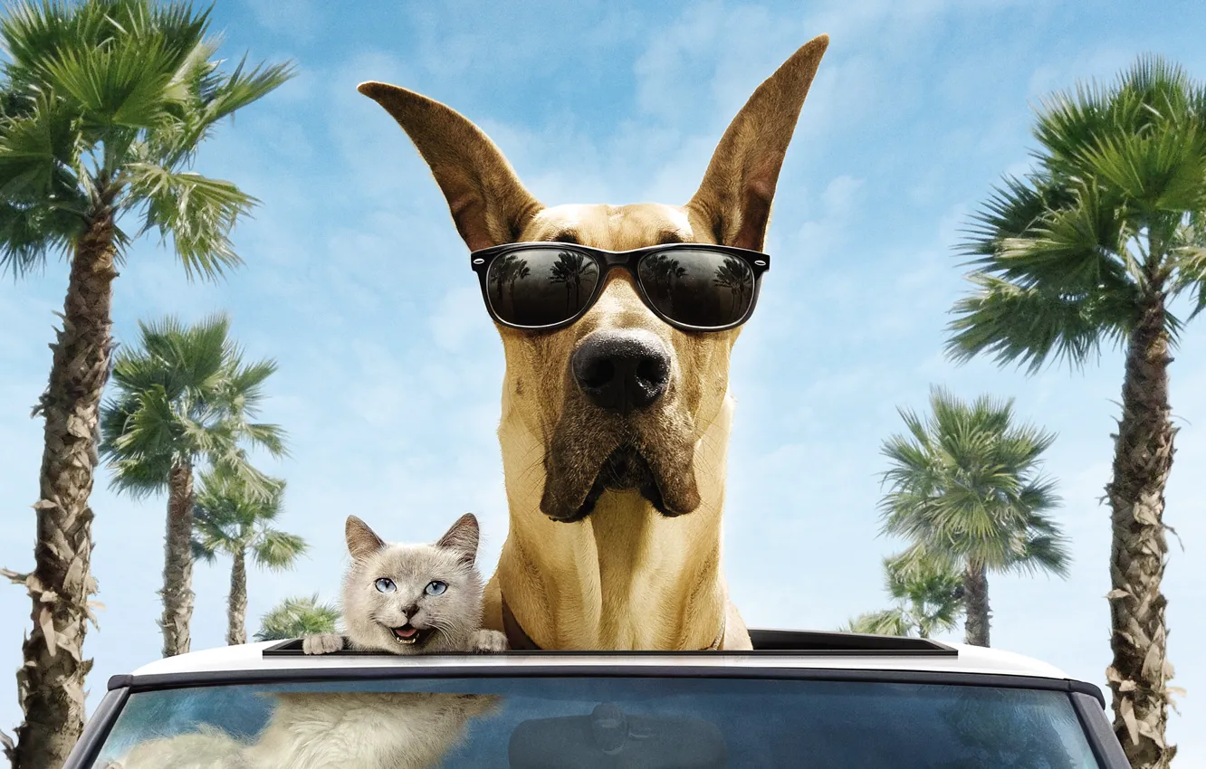 Фото обои машина, кот, деревья, улыбка, пальмы, ветер, собака, очки