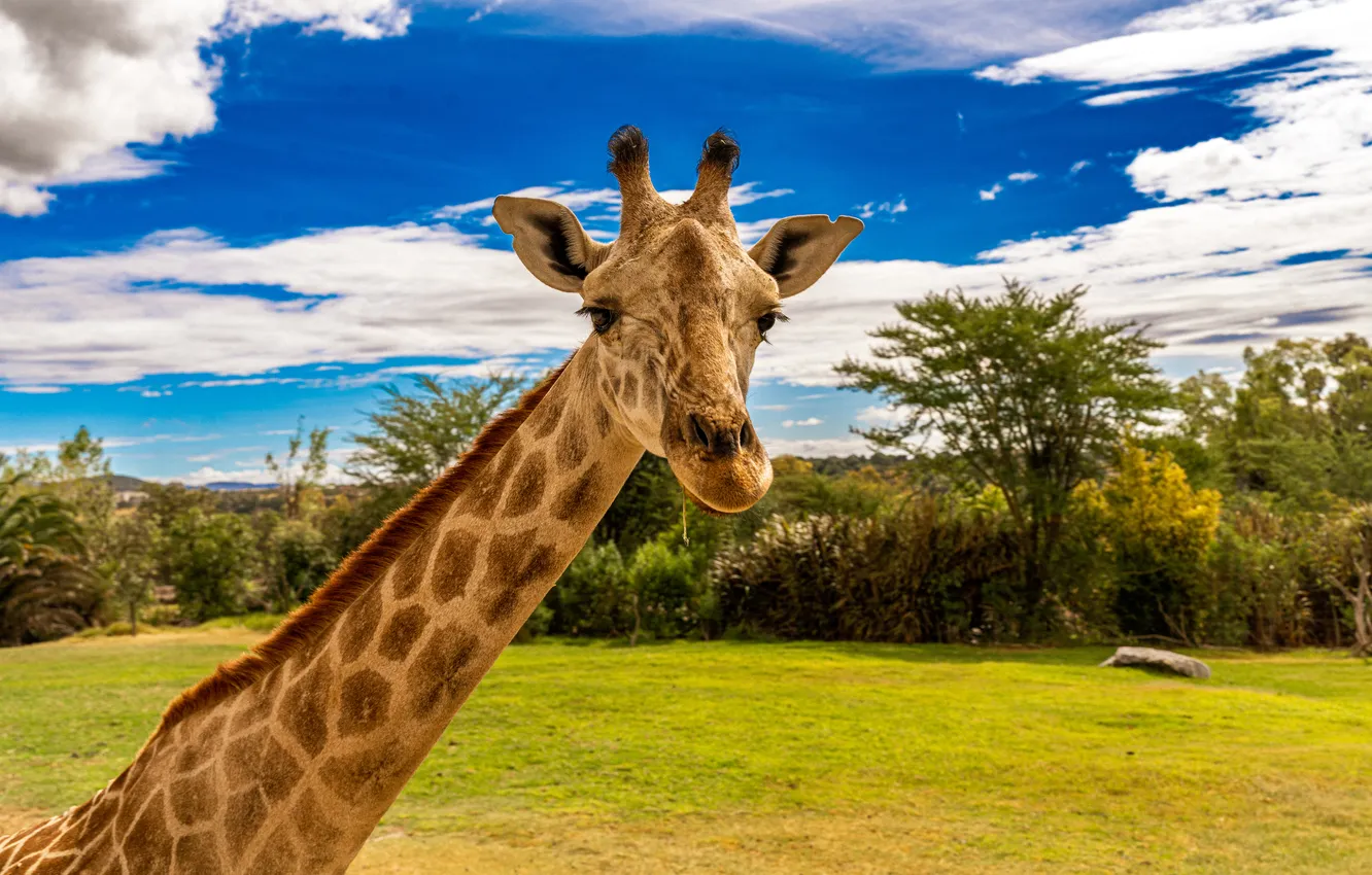 Фото обои clouds, long neck, animals, giraffes, photography, trees, sky, nature