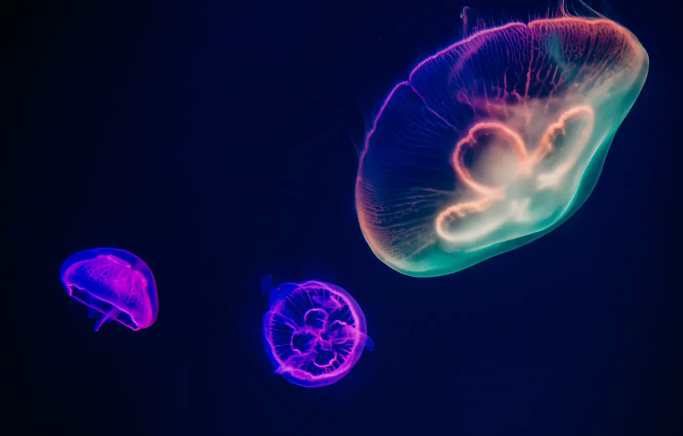 Фото обои яркие, медузы, под водой
