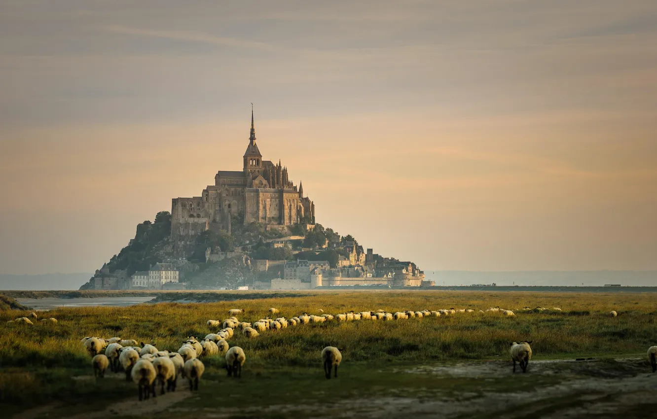 Фото обои Франция, остров, овцы, Мон-Сен-Мишель