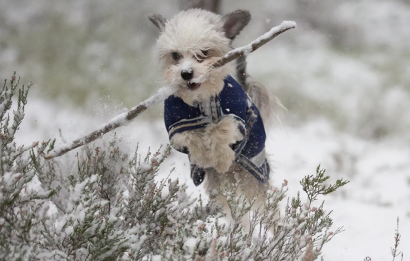 Фото обои зима, снег, прыжок, собака, прогулка, палка, пёсик
