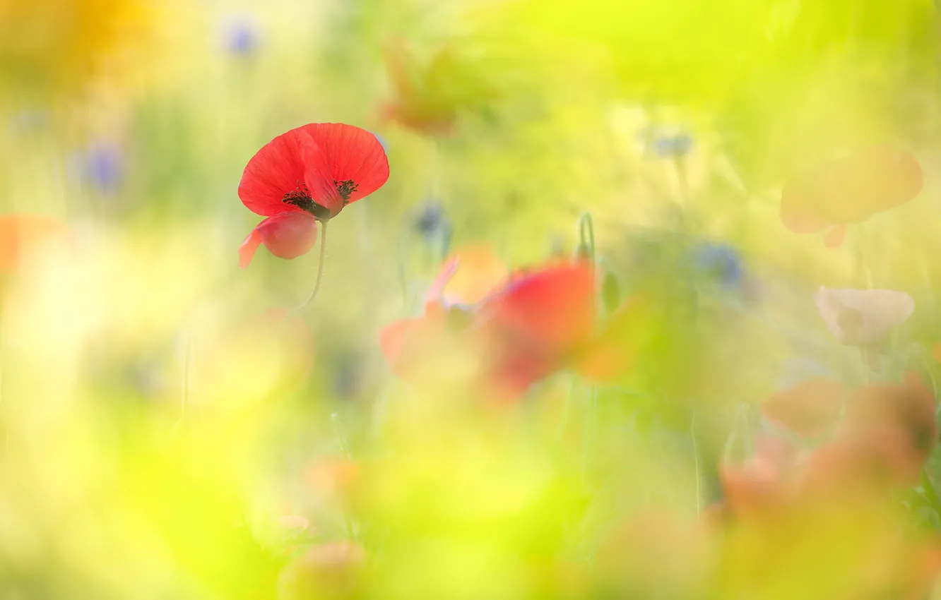 Фото обои поле, лето, цветы, красный, зеленый, фон, настроение, поляна