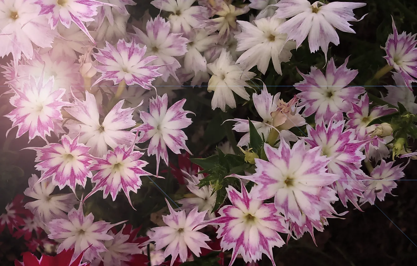 Фото обои цветок, цветы, растение