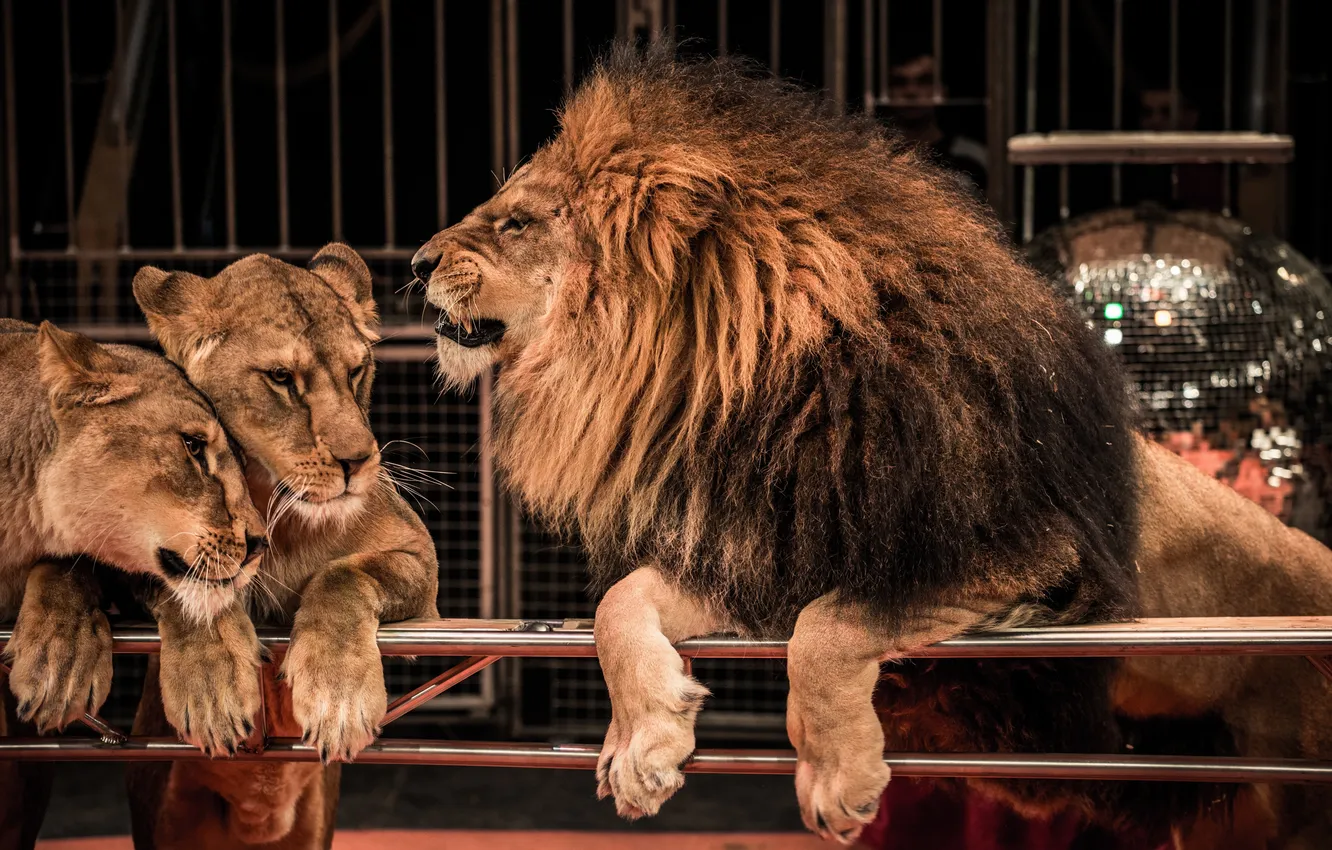 Фото обои звери, ограда, цирк, львы