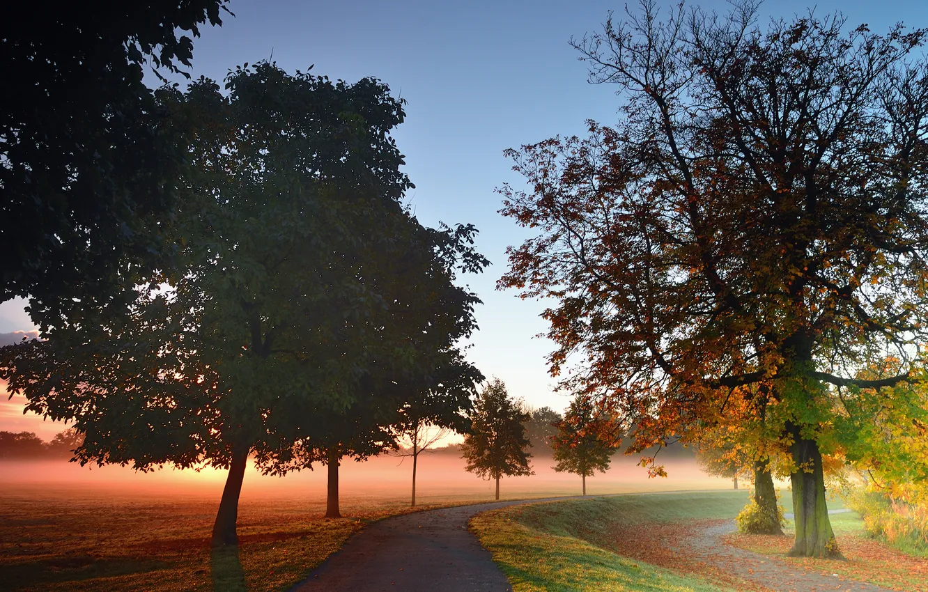 Фото обои дорога, осень, деревья, туман, парк, рассвет