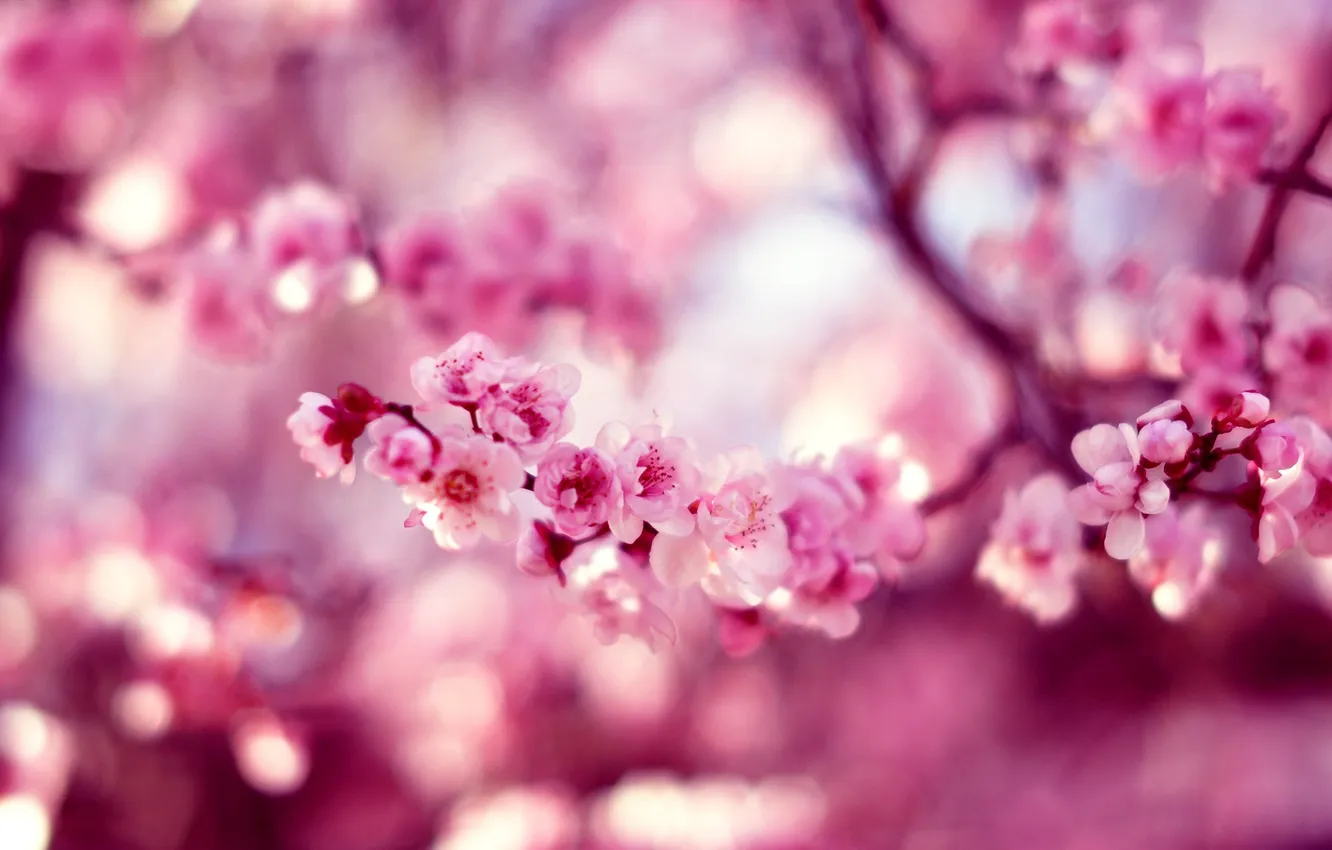 Фото обои цветы, природа, весна, сакура
