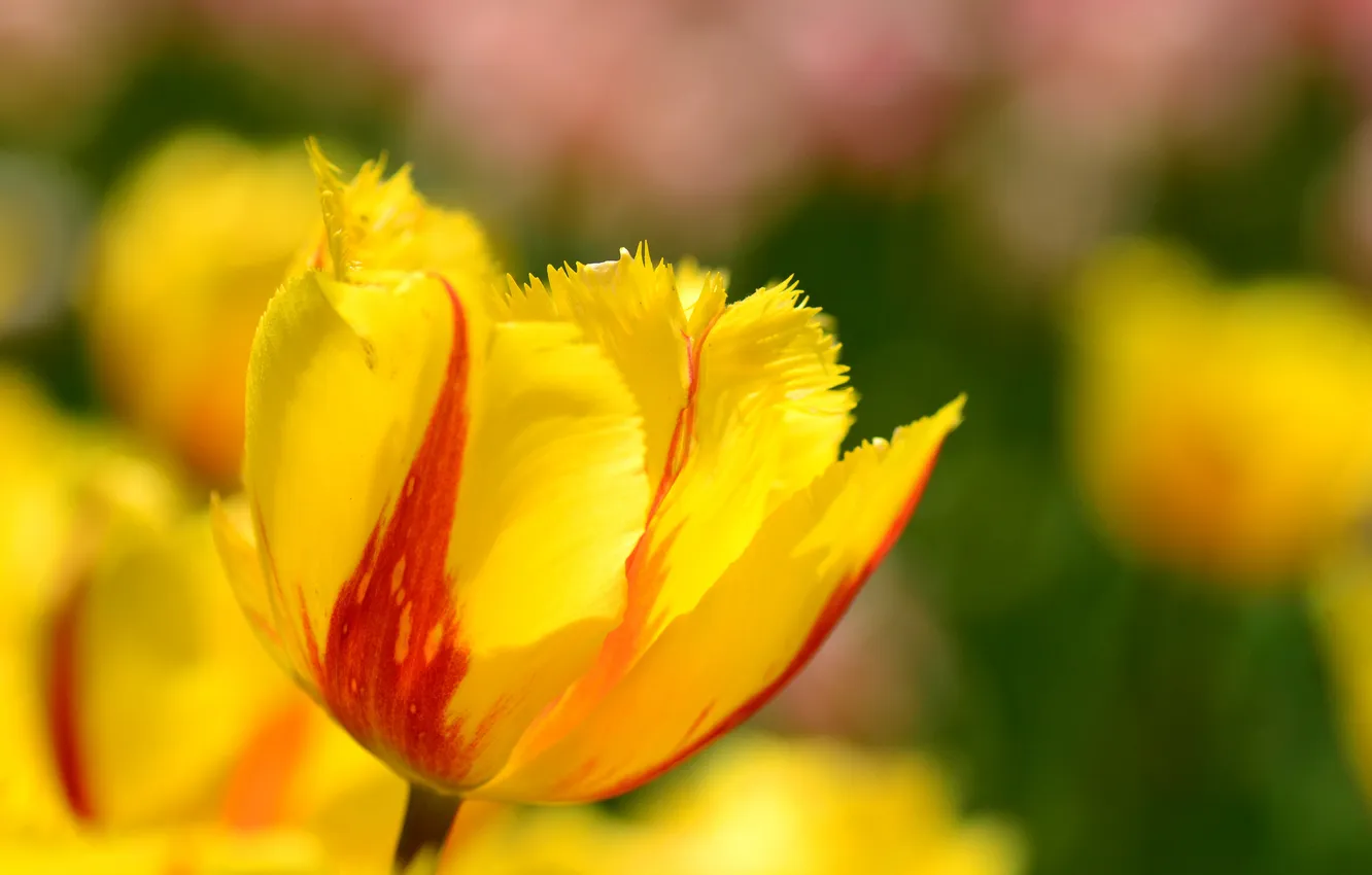 Фото обои макро, тюльпан, весна, лепестки