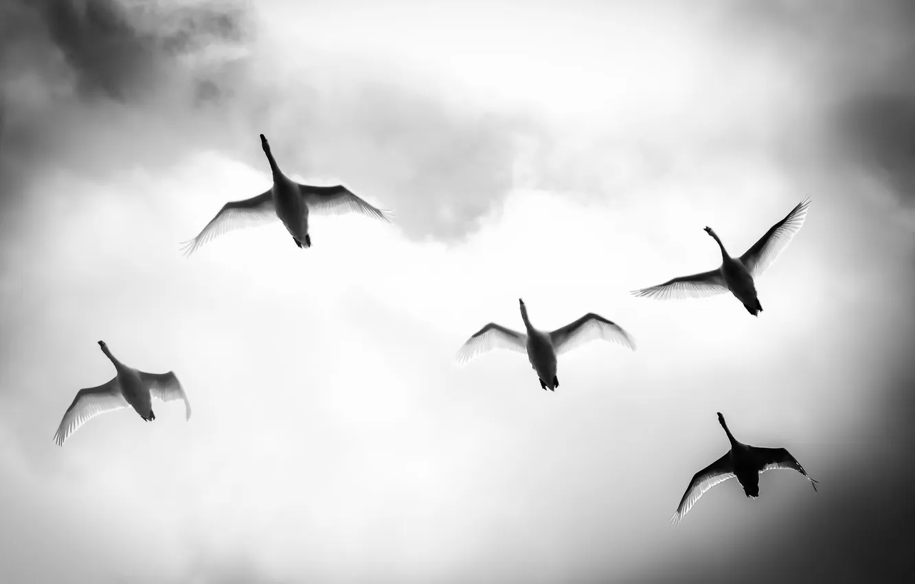 Фото обои flight, Wing Wednesday, mute swans