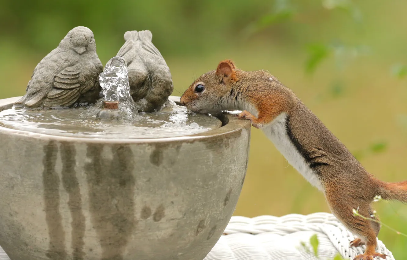 Фото обои вода, птицы, жажда, белка, рыжая, водопой, грызун, фонтанчик