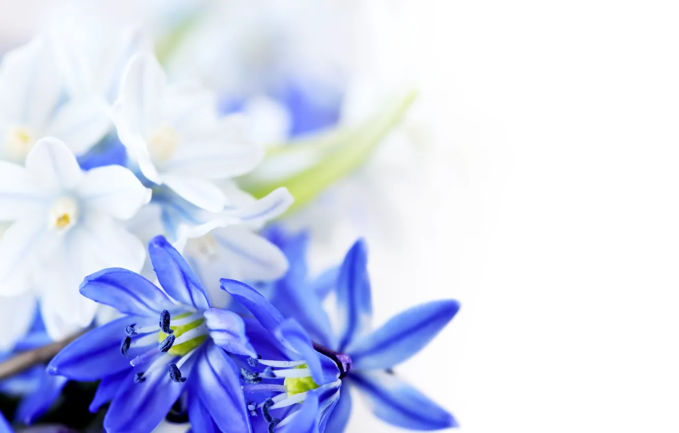 Фото обои цветы, листки, 8 марта, синие цветы