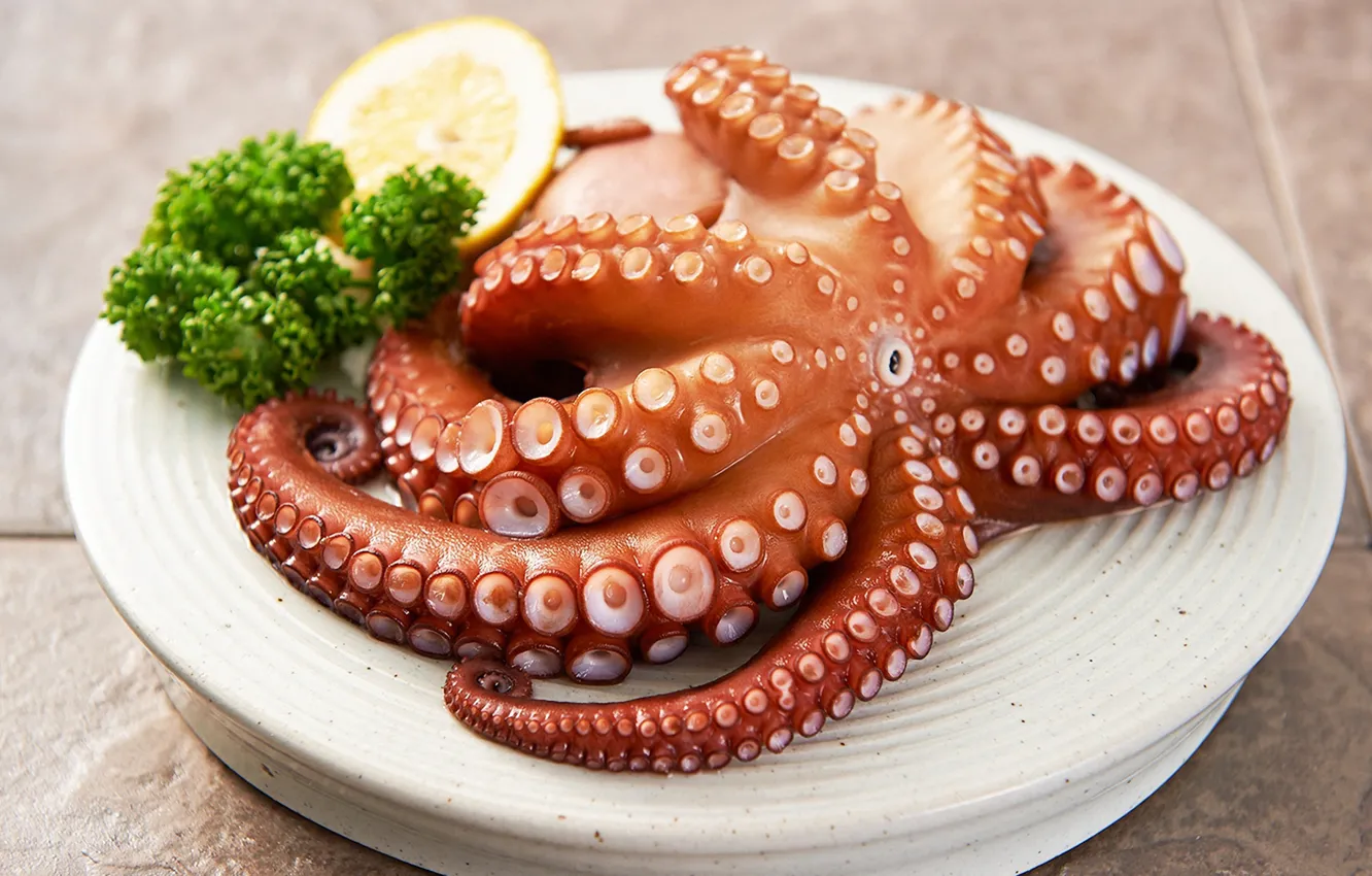 Фото обои octopus, dish, tentacles
