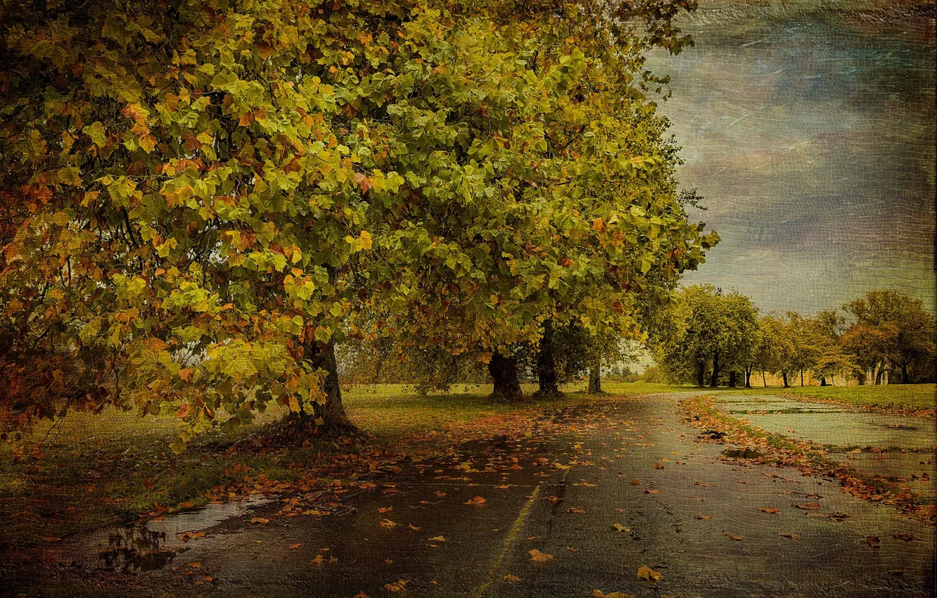 Фото обои дорога, осень, дерево, текстура