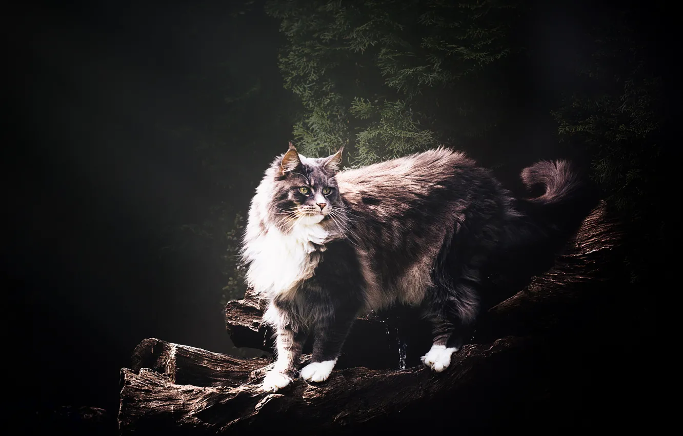 Фото обои кошка, кот, взгляд, морда, природа, поза, темный фон, серый