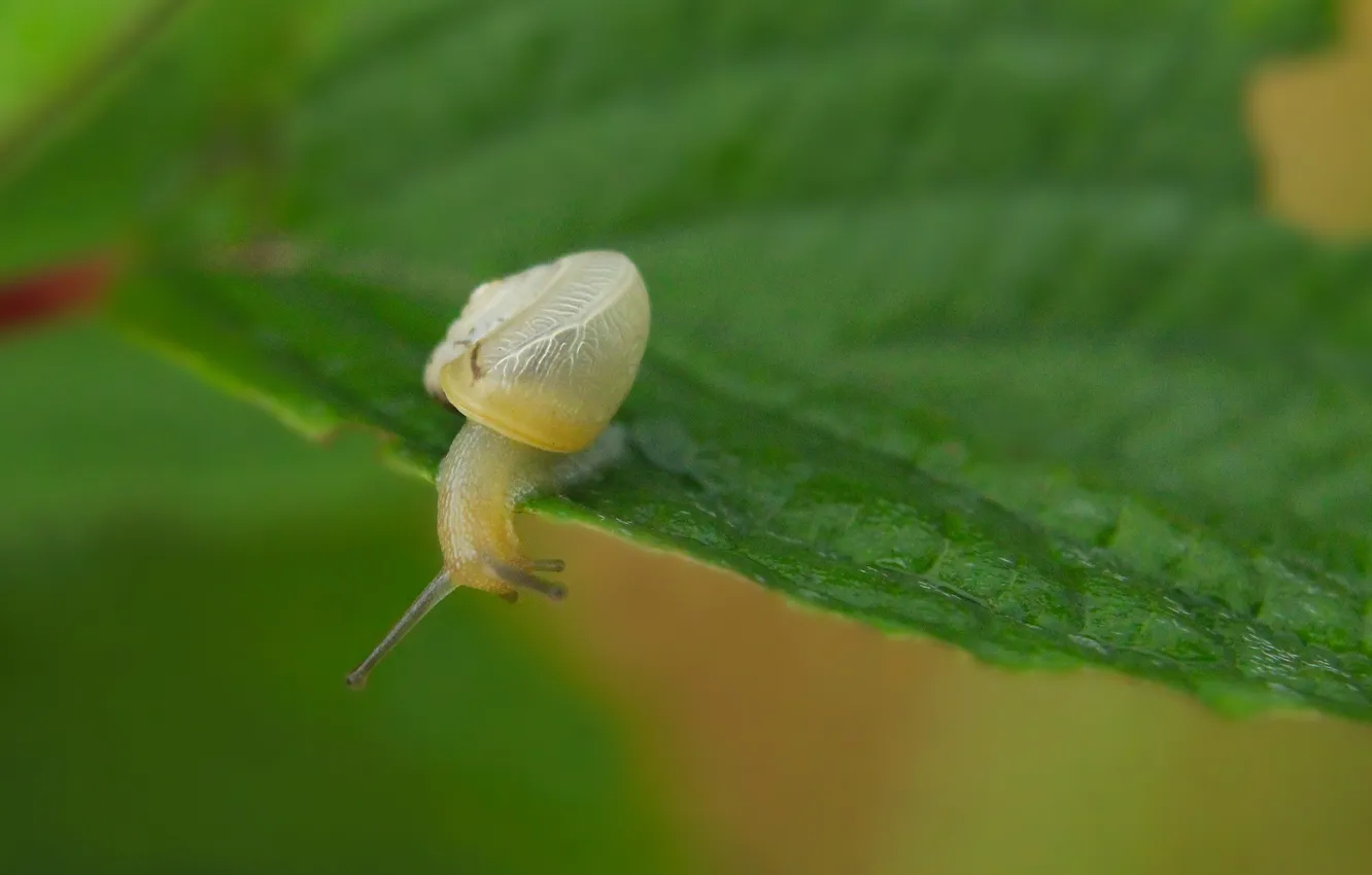 Фото обои leaf, small, snail