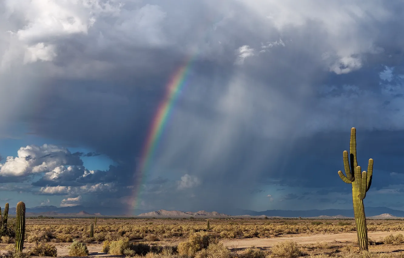 Фото обои радуга, cactus, кустарник, кактус, rainbow, небо, sky, облака