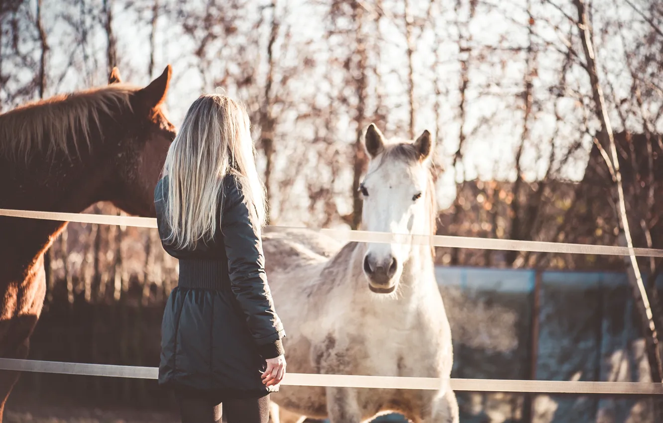 Фото обои животные, девушка, лошади