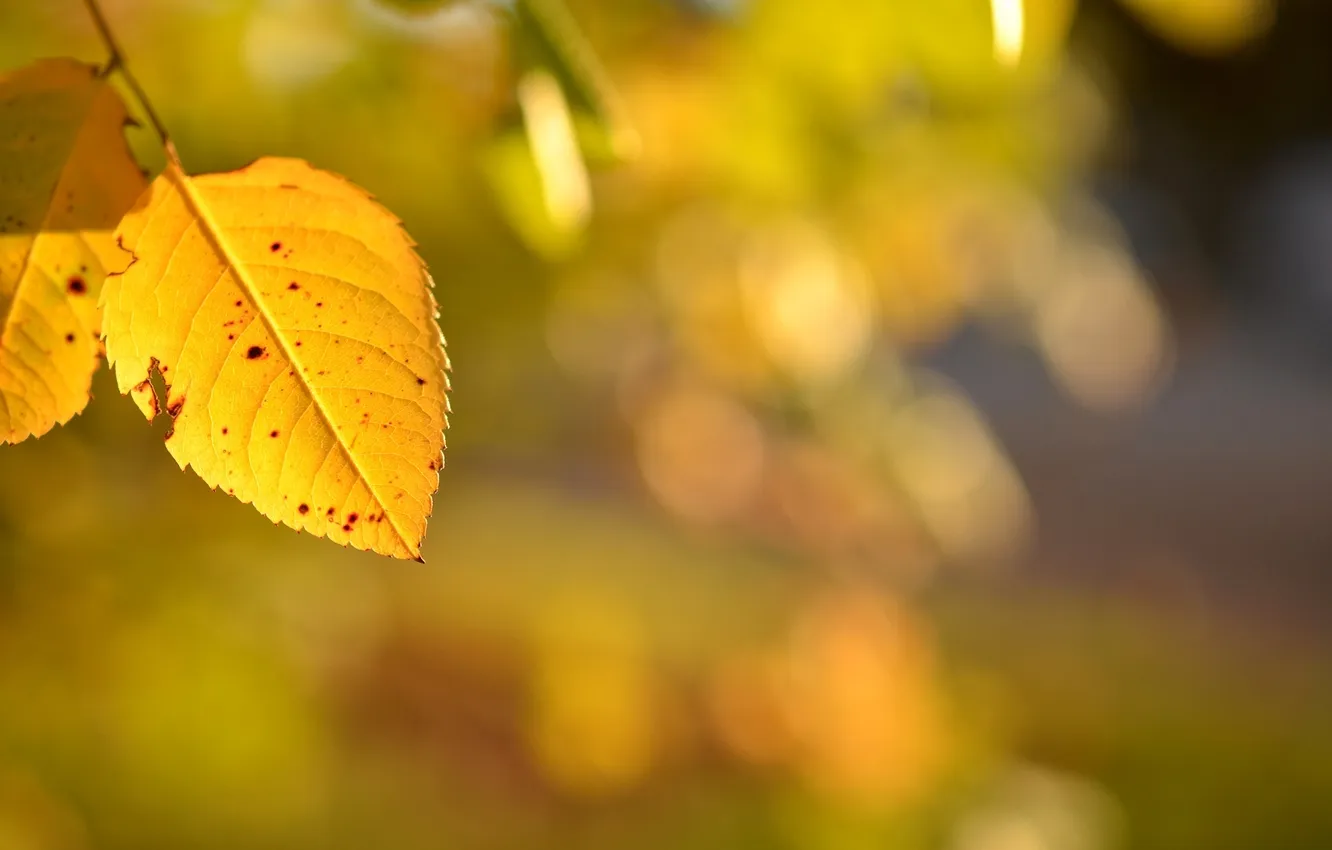 Фото обои зелень, осень, листья, макро, желтые, размытость, листики, боке