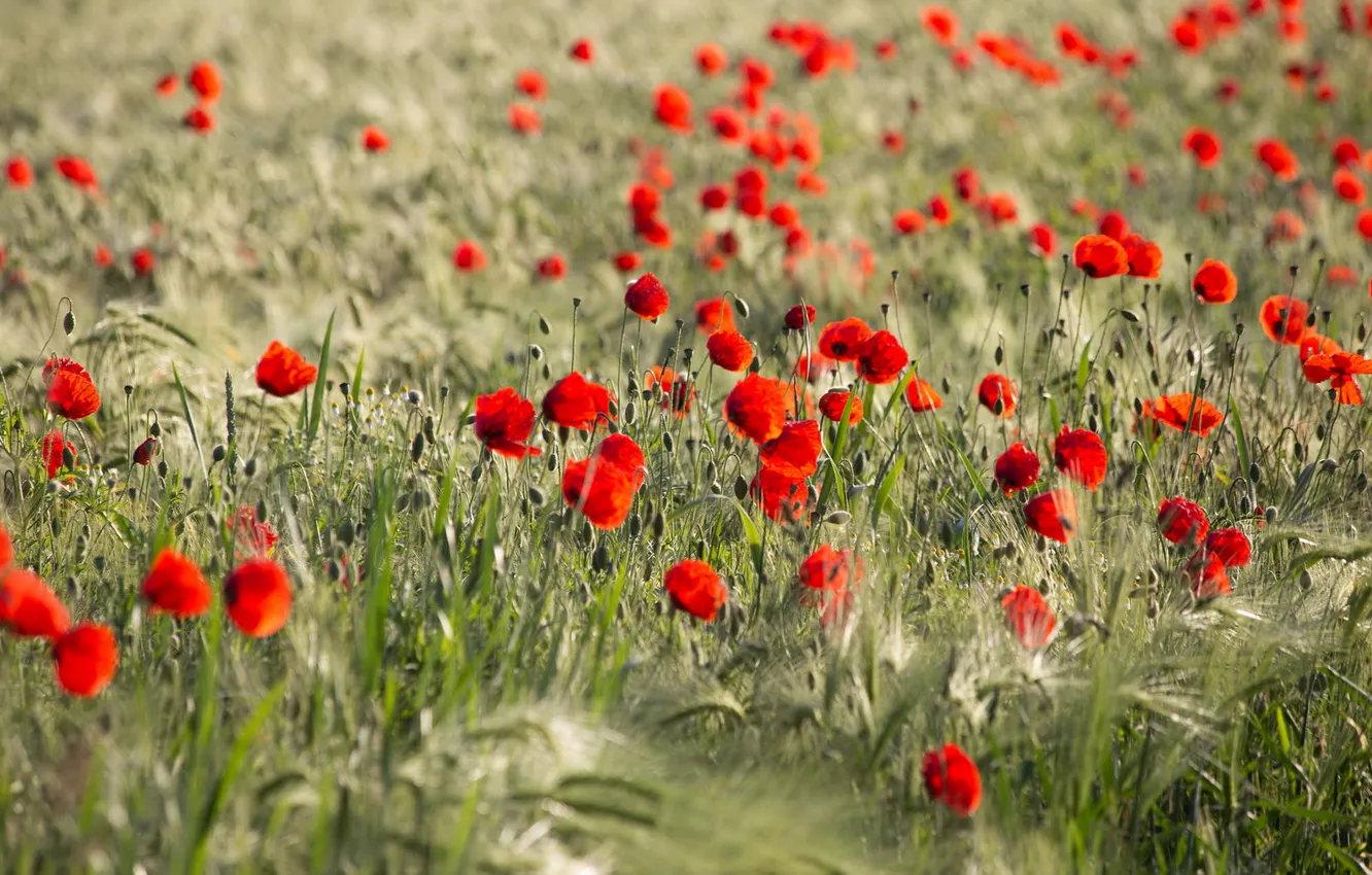 Фото обои лето, природа, маки