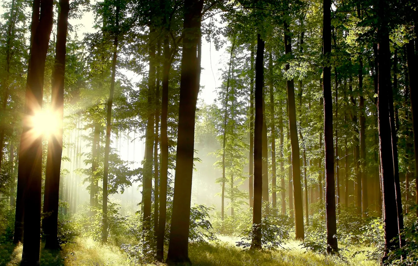 Фото обои лес, солнце, деревья, Природа