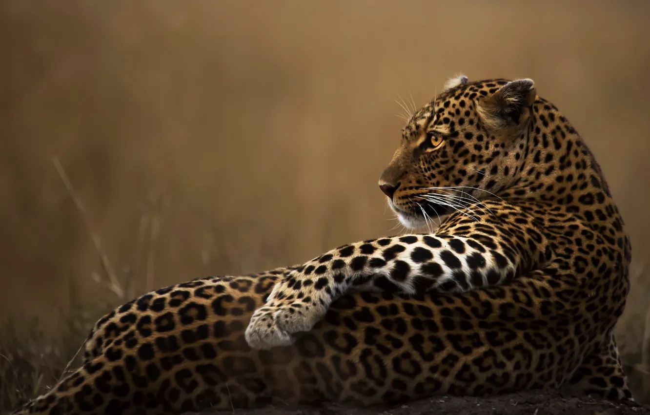 Фото обои леопард, Кения, Масаи-Мара, Клемент Мванги, позер